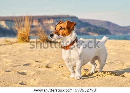 Portrait of Jack Russell Terrier. A dog playing on the beach in the light of a pink sunset. Pet in the summer Royalty-Free Stock Photo #599552798