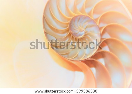 nautilus shell spiral symmetry Fibonacci cross section spiral structure growth golden ratio coral background mollusk copy space pompilius duotone stock, photo, photograph, image, picture