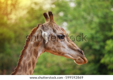 Close-up of the head of a giraffe on green nature background