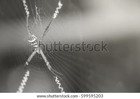 Closeup spider on cobweb in black and white tone with copy space