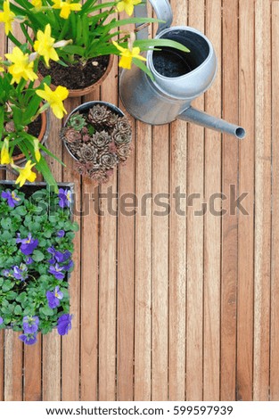 springtime flowers with watering can on wooden terrace