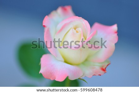 Tender white and pink rose isolated on light background. Delicate pink rose blooming close up on plain background. colourful rose macro. Rose blossom background. Romantic mood. Flower wedding decor