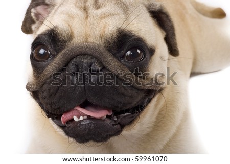 picture of a cute pug face , on white