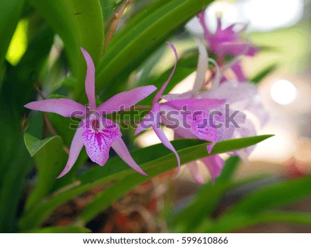 Purple orchid flower 
