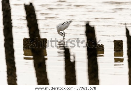 A lonely bird stands in the water