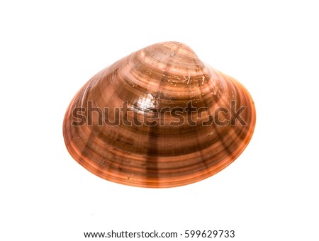 Fresh Smooth clam - Fasolara - Callista chione shell isolated. Saltwater mussel is often used as culinary speciality with sea food. Isolated on white background.