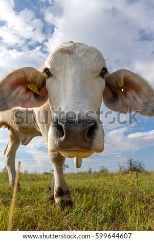 A white cow looking into the camera against a blue sky with clouds and a grassy background.