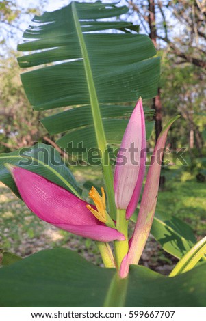 Banana blossom in the garden ( Flowering banana or Musa ornata Roxb.)