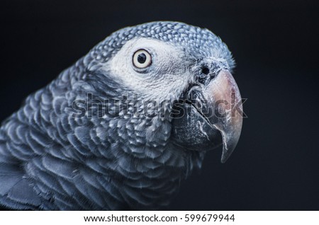African grey parrot (Psittacus erithacus).
