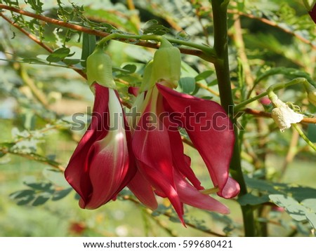 close up of sesbania grandiflora red flower, tiger tongue or vegetable hummingbird, a herbal flower.
