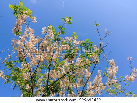 Wild Himalayan Cherry blossom with blue sky and cloud background. Thai Sakura blooming during winter in Thailand.