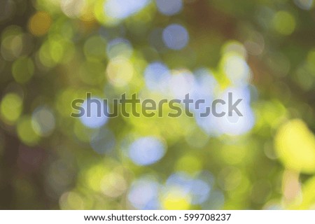 bokeh background of the summer forest
