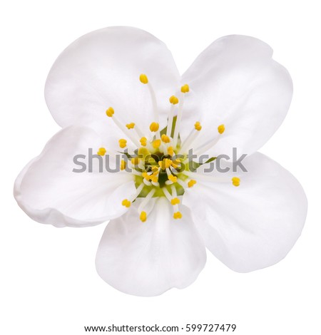 spring flower apple blossoms bloomed isolated on white, way in path Royalty-Free Stock Photo #599727479