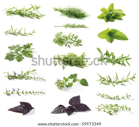 Various fresh herbs isolated on white. Tarragon , Peppermint (mint), Dill, Oregano, Coriander (Coriandrum sativum),Basil, Hyssop (Hyssopus officinalis ). Royalty-Free Stock Photo #59973349
