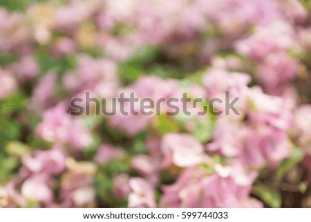 Abstract blurry background of soft pink Bougainvillea flowers  
