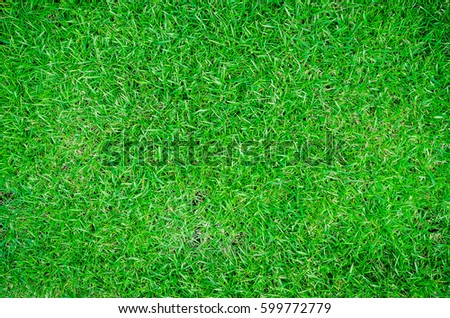 Green lawn, backyard for background