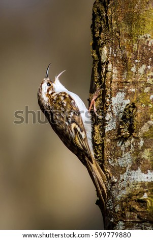 Amazing bird Short toed Treecreeper. Bird climbs. Brown nature background. 
Certhia brachydactyla