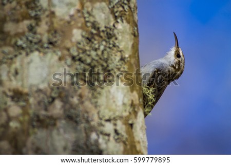 Amazing bird Short toed Treecreeper. Bird climbs. Blue nature background. 
Certhia brachydactyla
