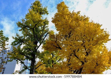 Green and Yellow  tree leaf at Tokyo Japan 