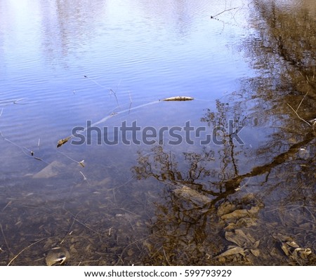 pond with tree roots