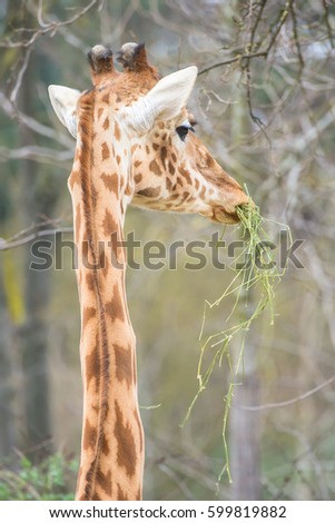 Giraffe, funny face back view eating grass