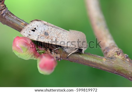 Twin-spotted Quaker Moth, Anorthoa munda at rest on the twig of a cherry blossom tree