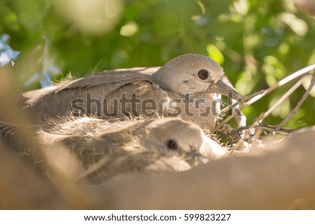 European turtle dove chicks