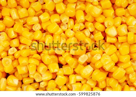 Corn texture. Yellow corns as background. Corn vegetable pattern. 
Background of bulk of yellow corn grains. Shiny corns.