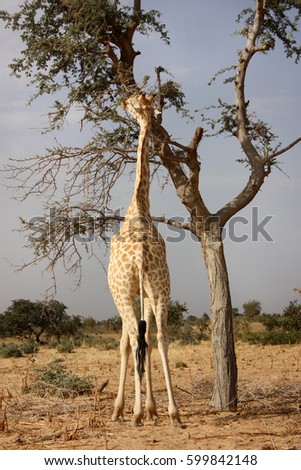 giraffe
