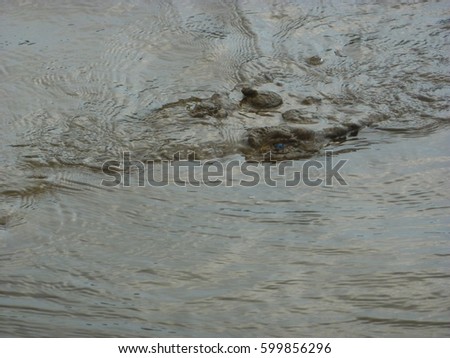 River Crocodile head with blind eye in costa rica
