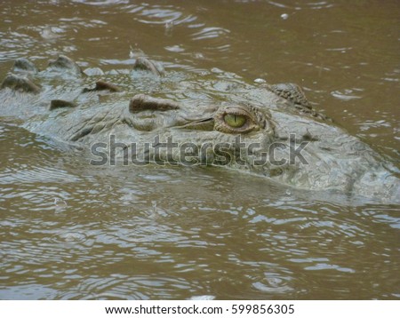 close up of a River Crocodile eye in costa rica