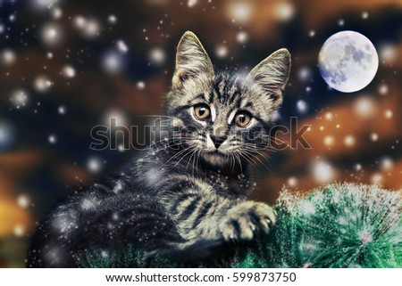 A cat sits on a tree and looks at the camera on a branch in a moonlit night.