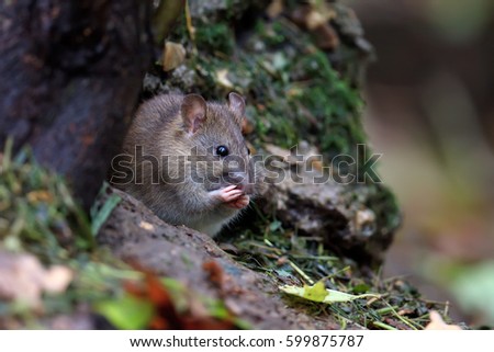 Young wild grey rat near his native nest