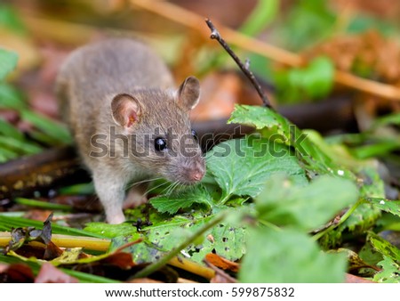 Young wild grey rat near his native nest