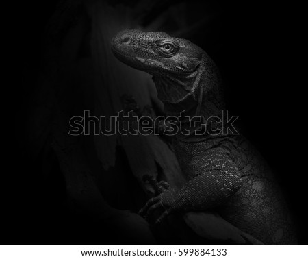 Crocodile Monitor (Varanous salvadori) on black background