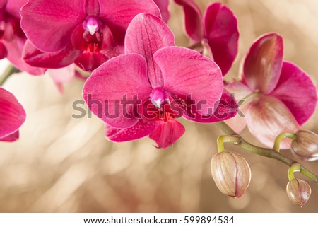 burgundy flowers beautiful orchid on the magical background