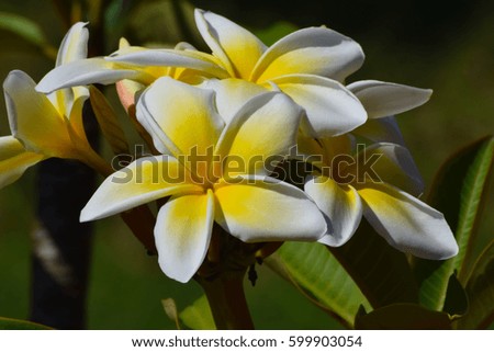White and yellow plumeria blossoms