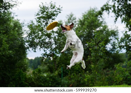 High trick jump of dog catching flying disc