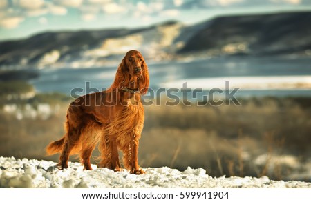 Irish red setter on a background of mountains and rivers on a Sunny day. Exhibition stand dogs. Bright as a flame Royalty-Free Stock Photo #599941904