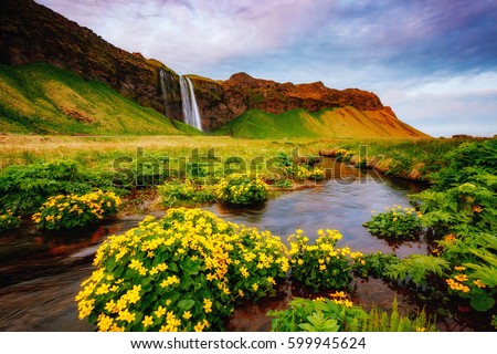 Lovely view of blooming green field in sunlight. Dramatic and gorgeous scene. Popular tourist attraction. Location place famous Seljalandsfoss waterfall, Iceland, Europe. Discover the world of beauty.