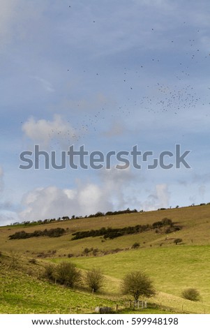 Birds over countryside
