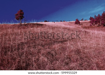 Nature in autumn, infrared