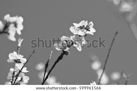 beautiful nectarine flowers tree blooming in springtime in black and white contrast in sunlight as background