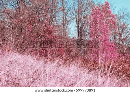 Nature in autumn,infrared