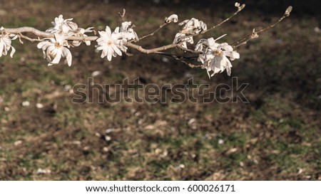 Flowering Tree Branches with White Beautiful Flowers 