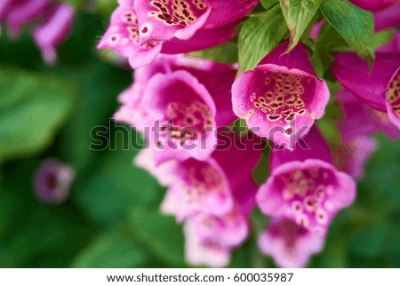 Close up picture of vivid pink flower.