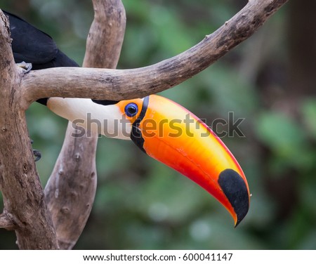 Perky toucan from Brazil in the wild
