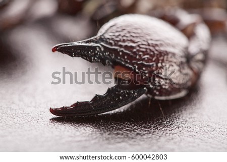 Close up of black scorpion claws isolated on black background