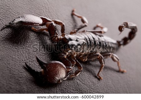 Close up of black scorpion isolated on black background