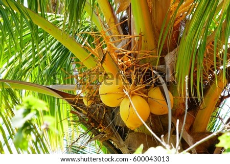 palm in the Caribbean